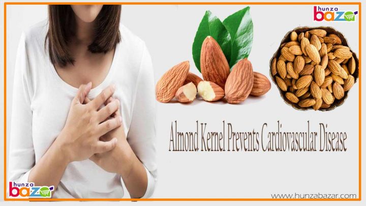 Almond Kernel Prevents Cardiovascular Disease