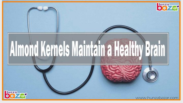 Almond Kernels Maintain a Healthy Brain